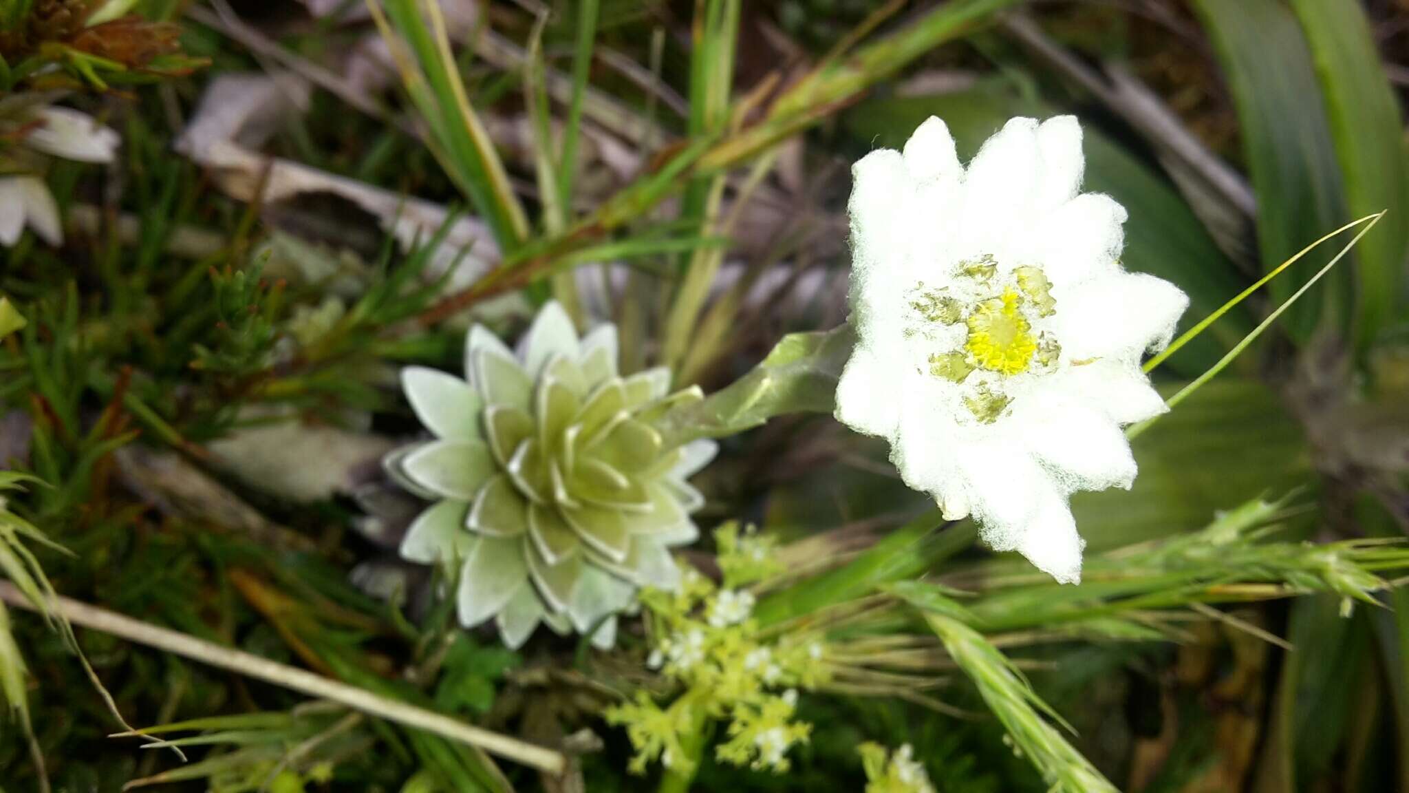 Image of Leucogenes leontopodium (Hook. fil.) Beauv.