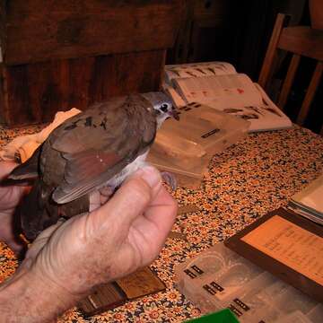 Image of Tambourine Dove