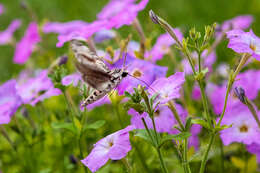 Image of convolvulus hawk moth