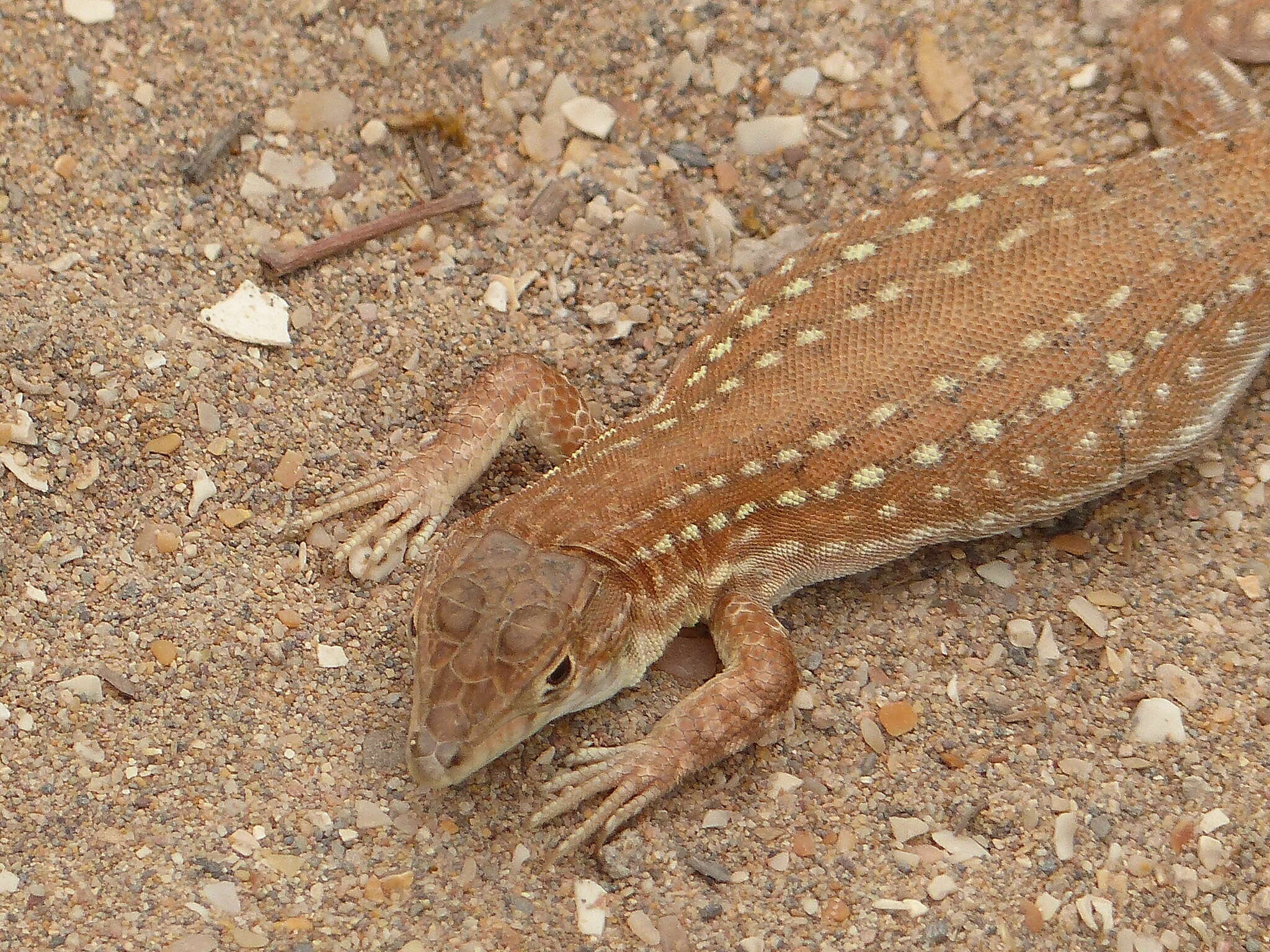 Plancia ëd Acanthodactylus margaritae Tamar, Geniez, Brito & Crochet 2017