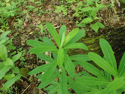 Image of Darlington's Glade Spurge