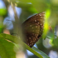 Euploea phaenareta Schaller 1785的圖片