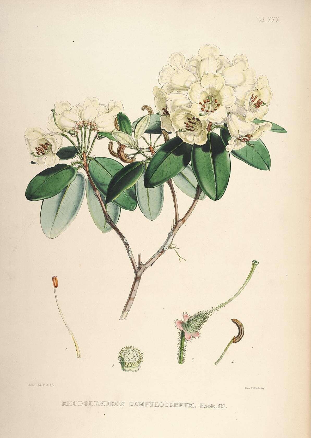 Imagem de Rhododendron campylocarpum Hook. fil.