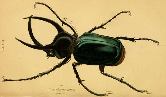 Image of Atlas beetle