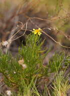 Senecio spanomerus I. Thomps. resmi