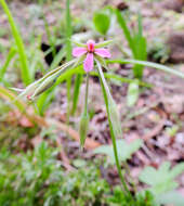 Image of Pelargonium alchemilloides (L.) L'Her. ex Soland.