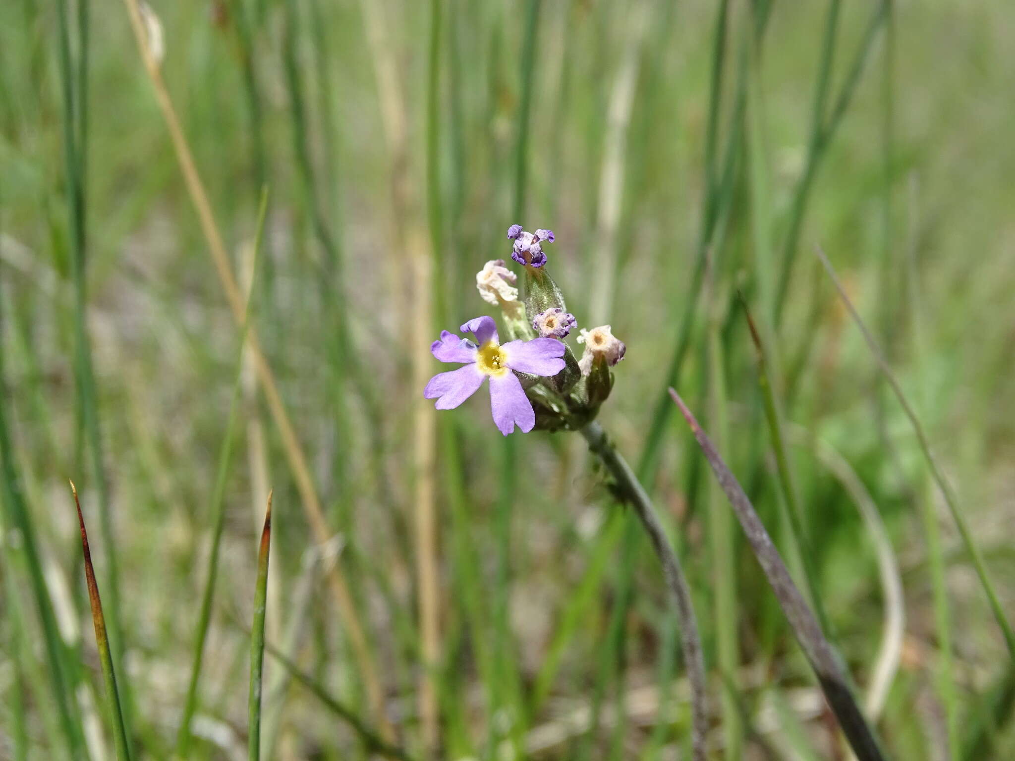 Plancia ëd Primula incana M. E. Jones