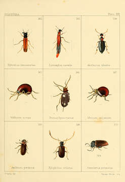 Image of furniture beetle