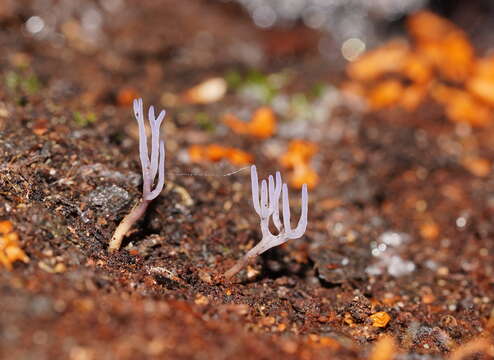 Ramariopsis pulchella (Boud.) Corner 1950 resmi