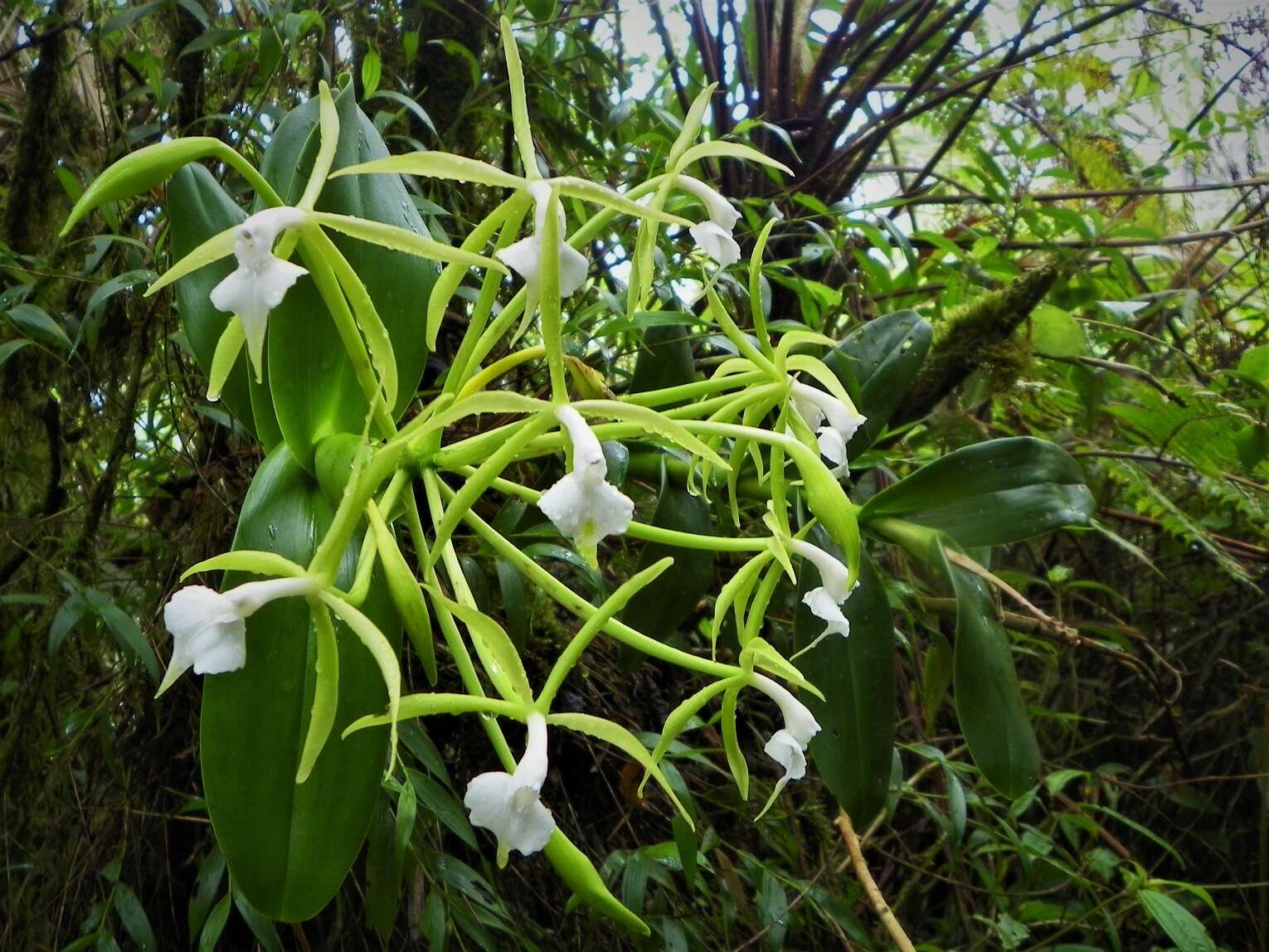 Image of Epidendrum lacustre Lindl.