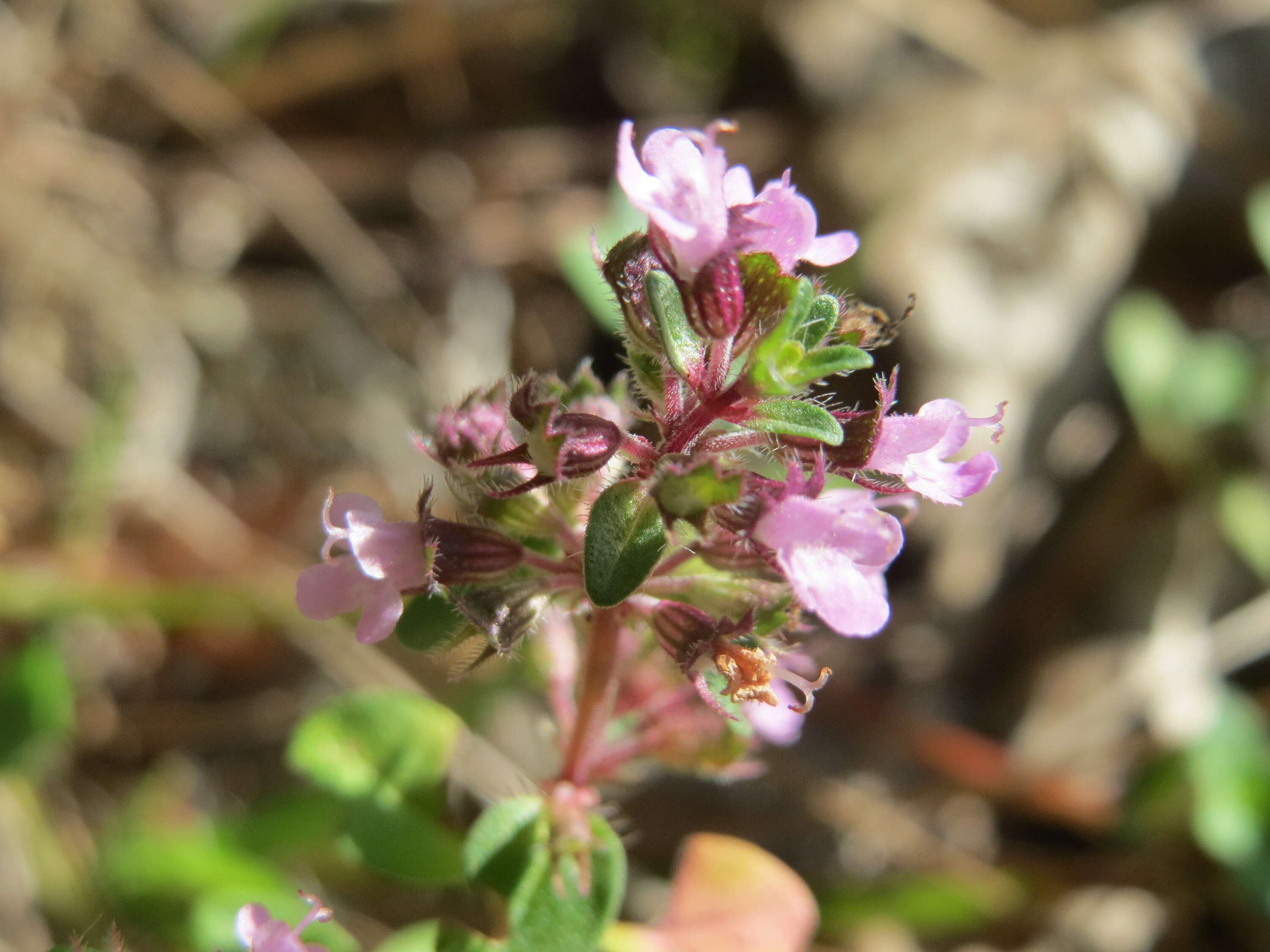 Слика од Thymus serpyllum L.