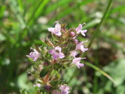 Image of breckland thyme