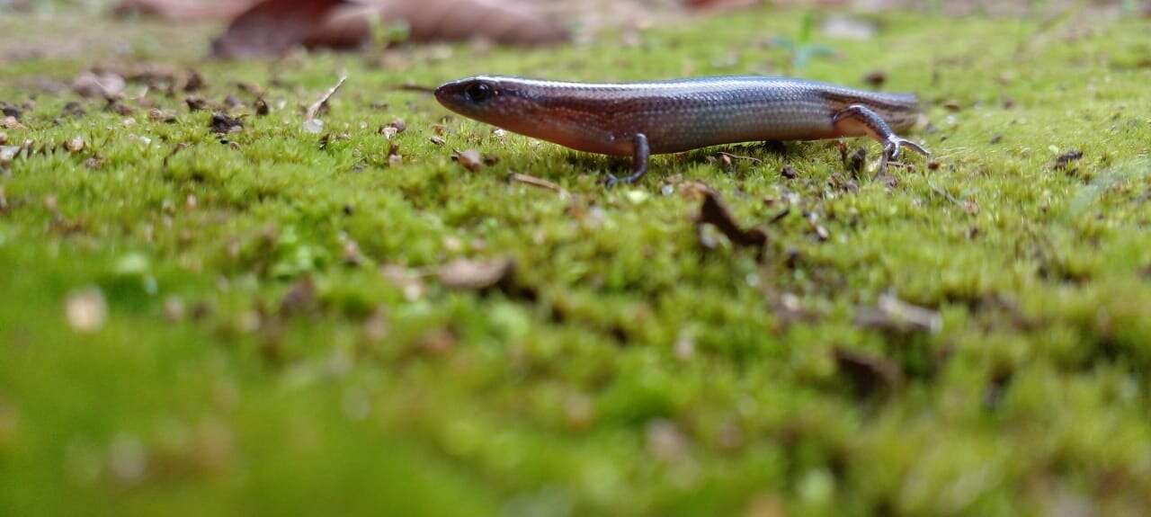 Image of Peters' Tree Skink