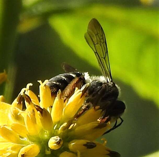 Image de Andrena aliciae Robertson 1891