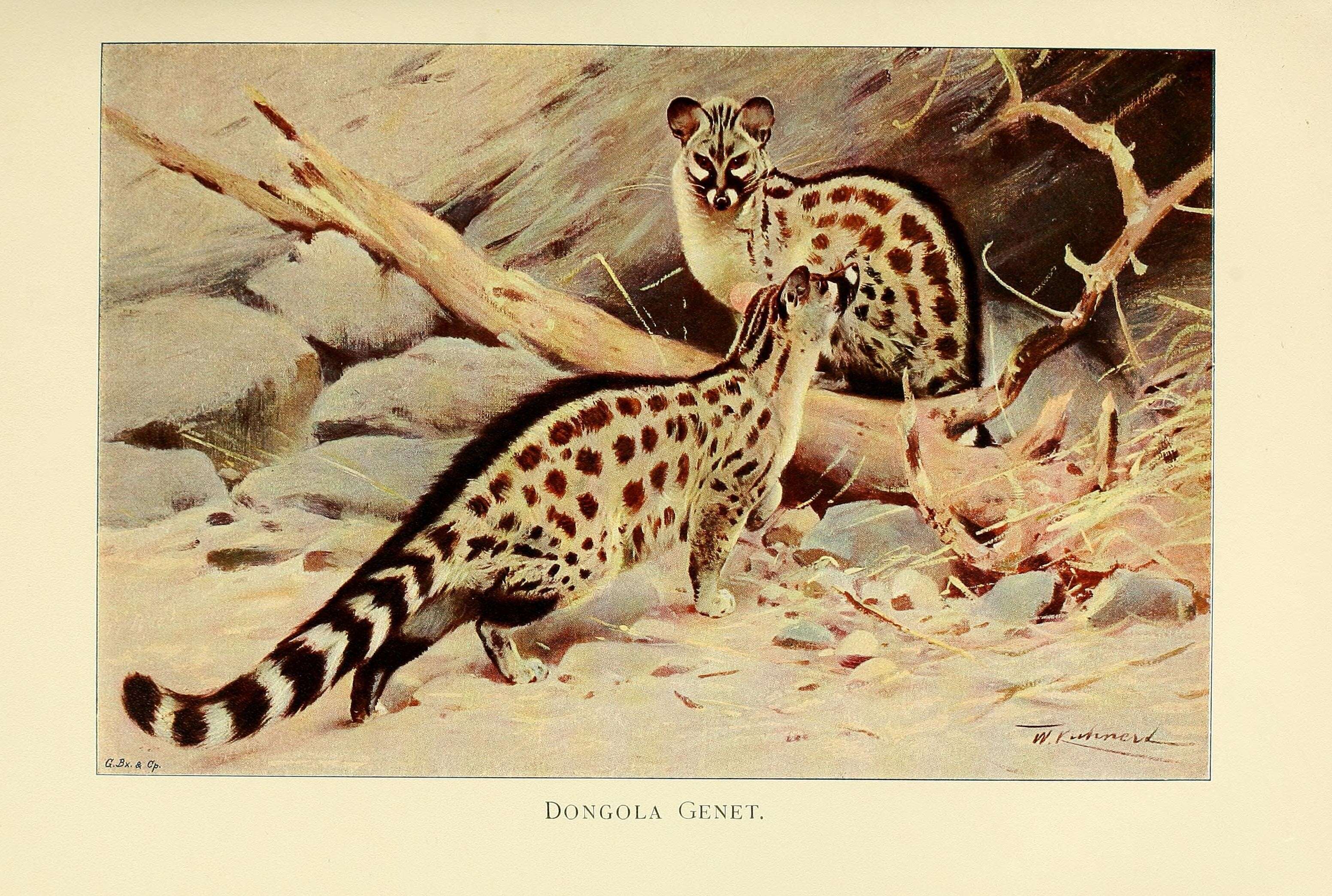 Image of Cape Genet