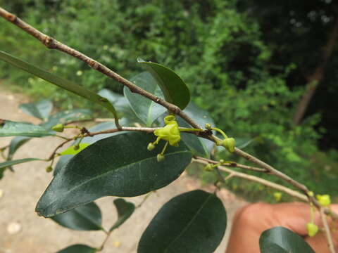 Alphonsea lutea (Roxb.) Hook. fil. & Thomson resmi