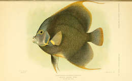 Image of Angelfish