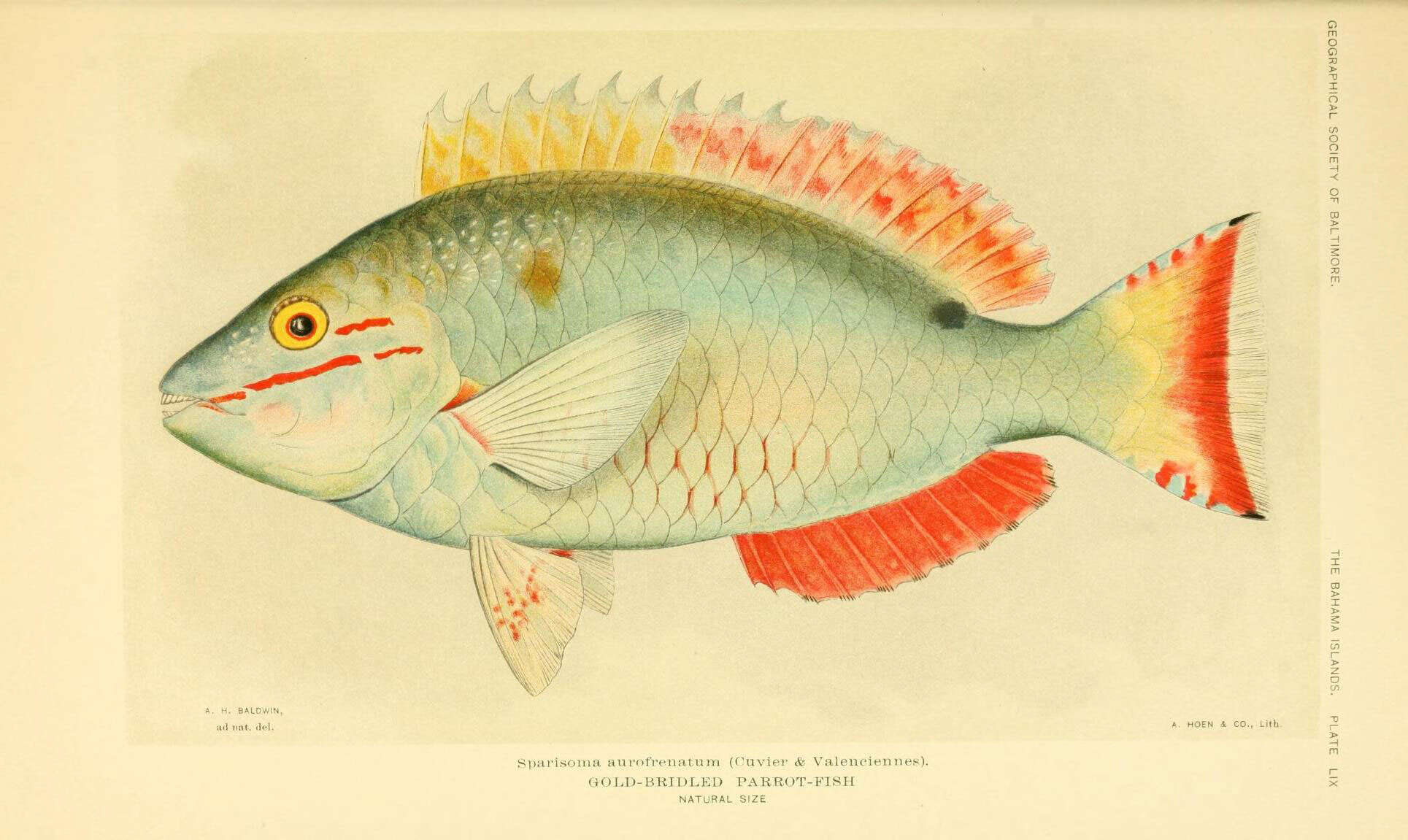 Imagem de Sparisoma aurofrenatum (Valenciennes 1840)