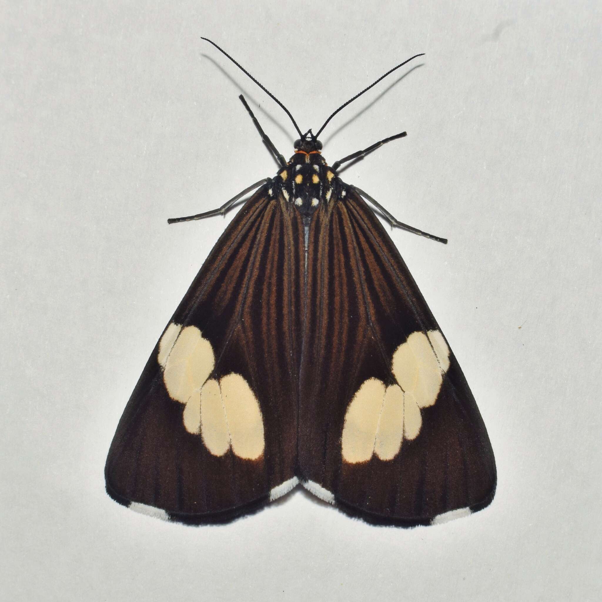 Image of Podomachla apicalis (Walker 1854)