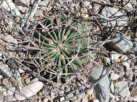 Image of Horse Crippler Cactus