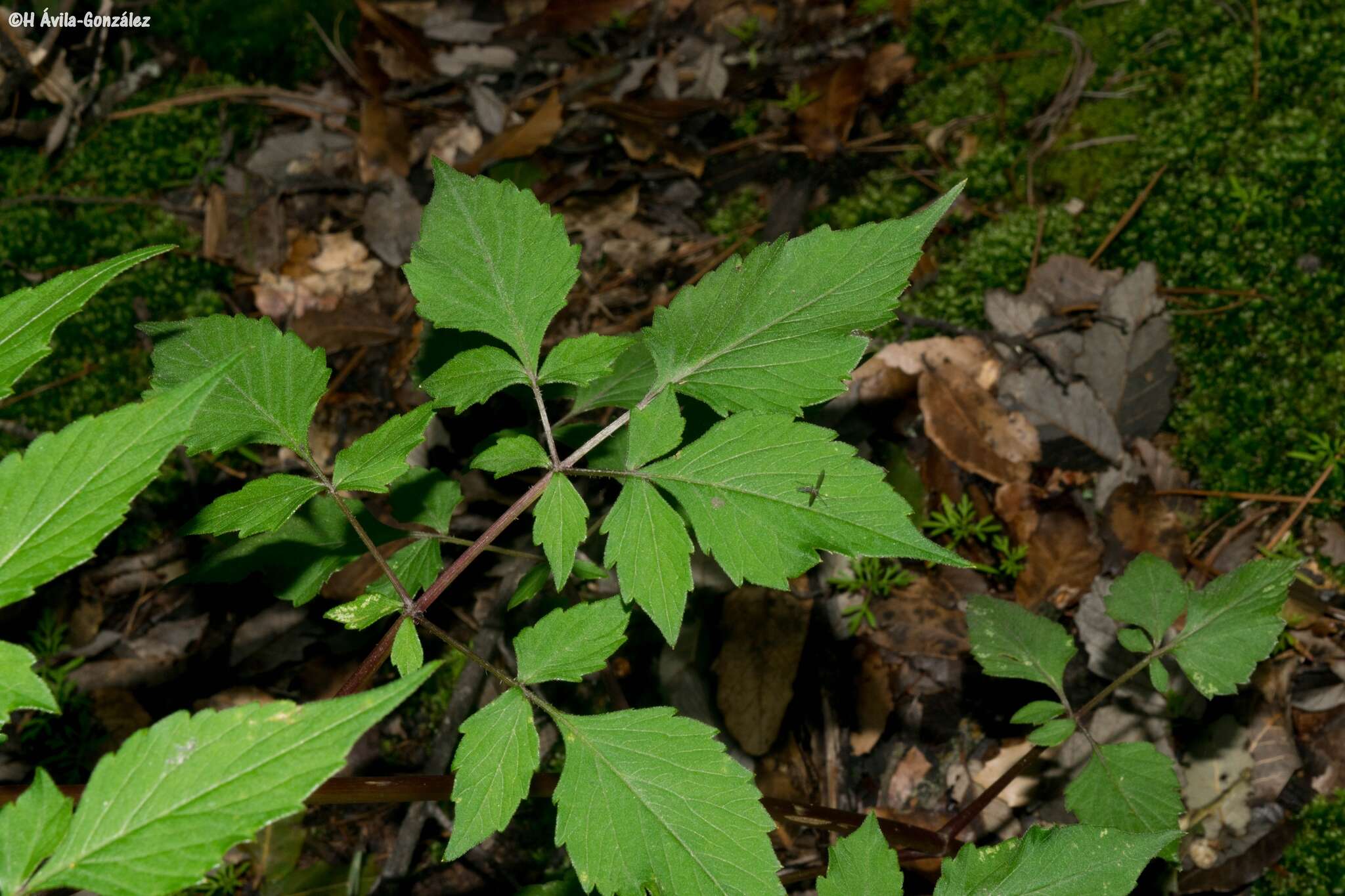 Image of Dahlia sherffii P. D. Sorensen