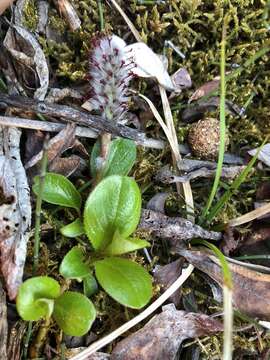 Salix chamissonis Anderss.的圖片