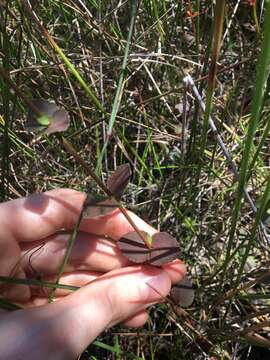 Image of Gonocarpus micranthus subsp. ramosissimus Orchard