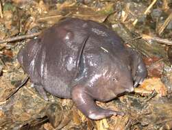 Image of Purple frog