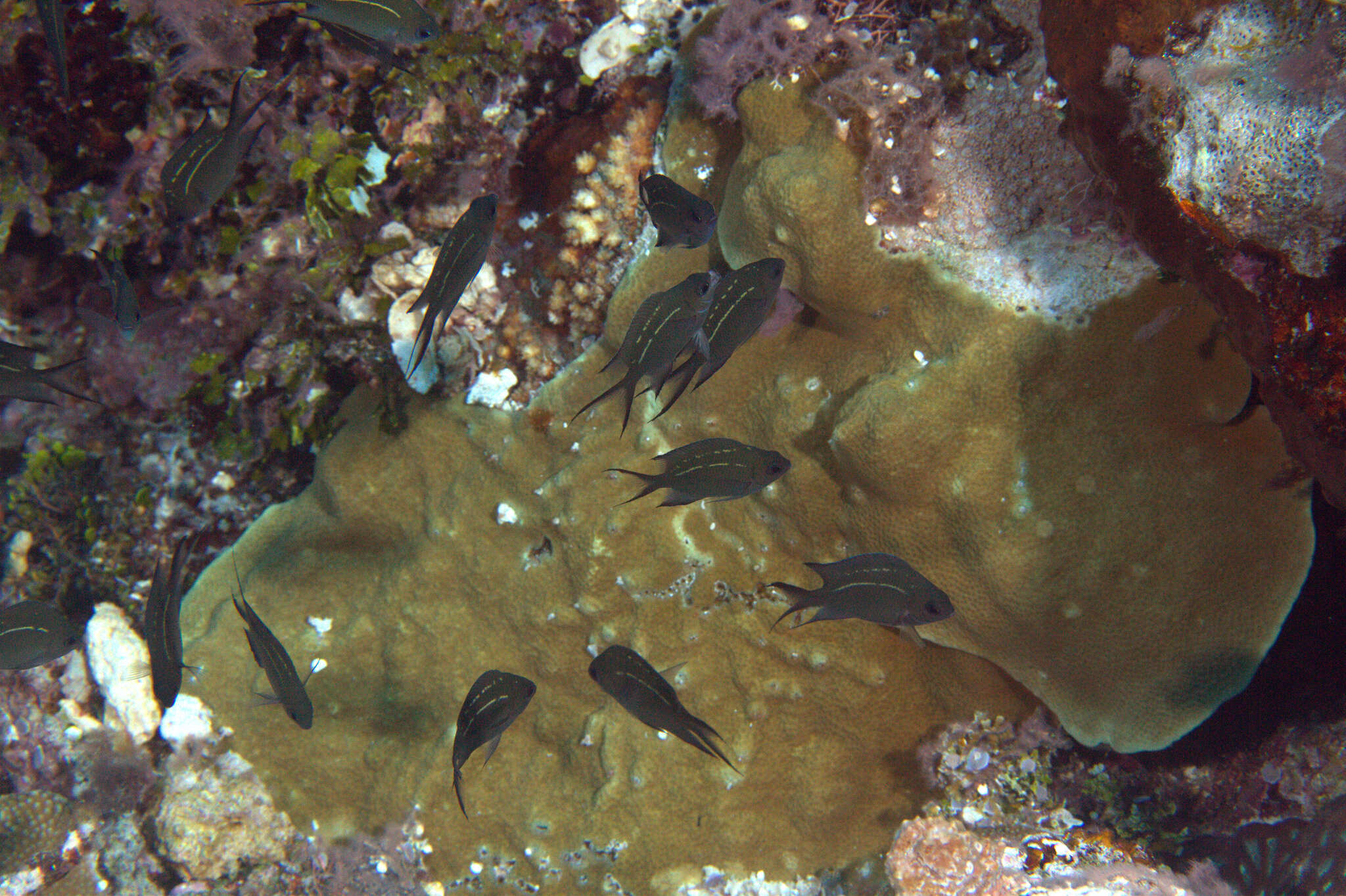 Image of Acanthochromis