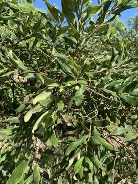 Image of Ozoroa sphaerocarpa R. & A. Fernandes