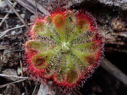 Drosera xerophila的圖片