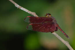 Image of Black Stream Glider