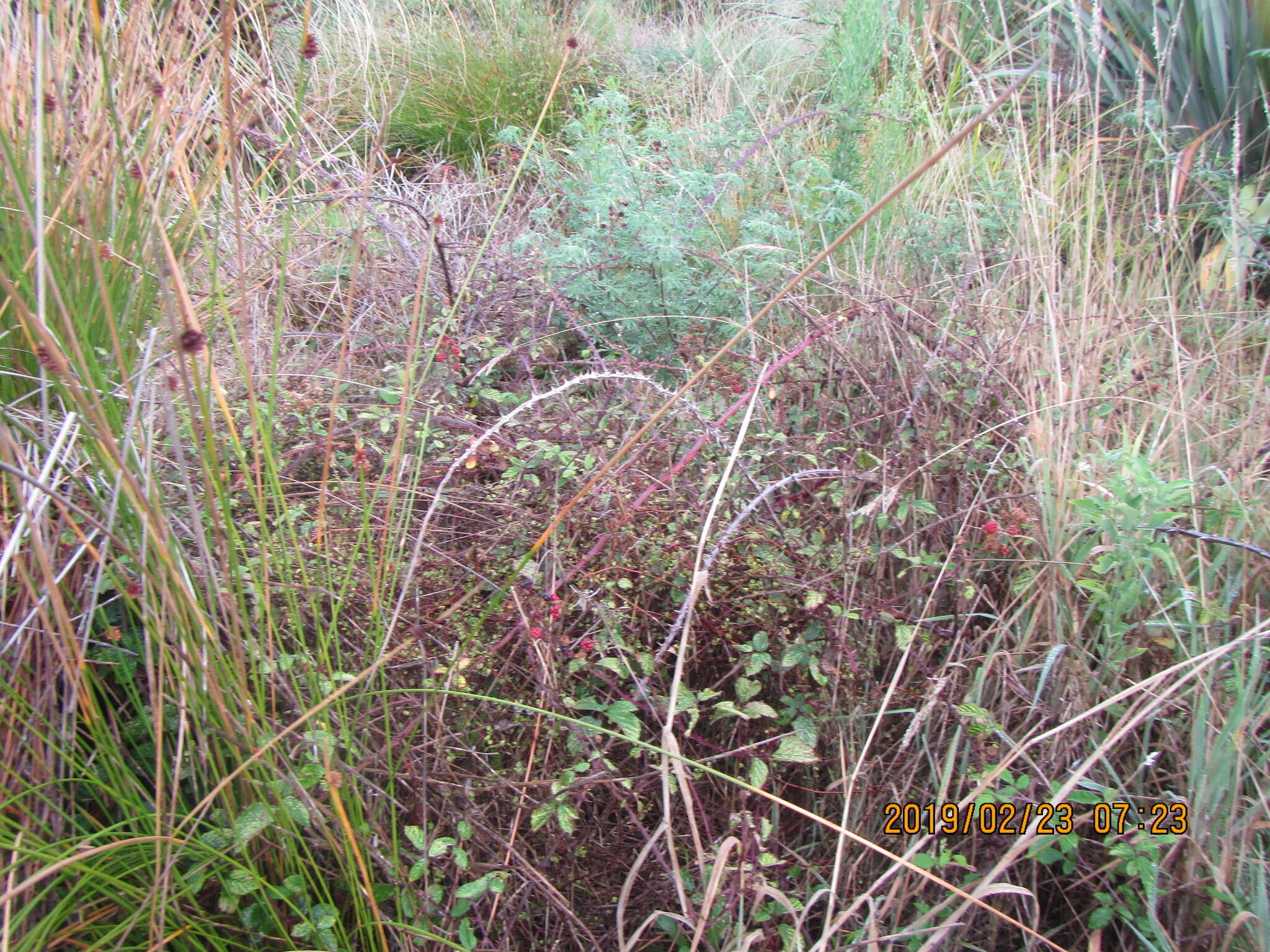 Rubus cochinchinensis Tratt. resmi