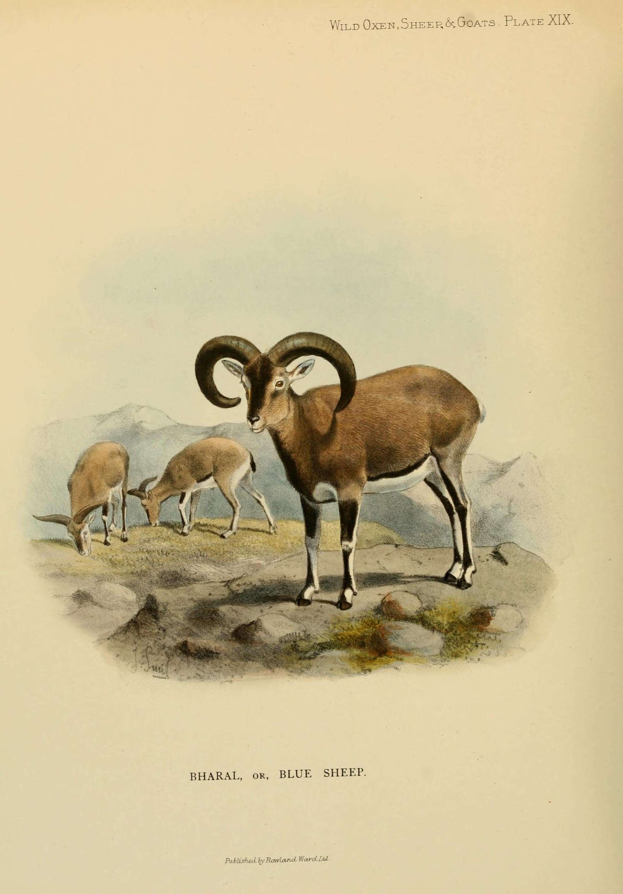 Imagem de Pseudois nayaur (Hodgson 1833)