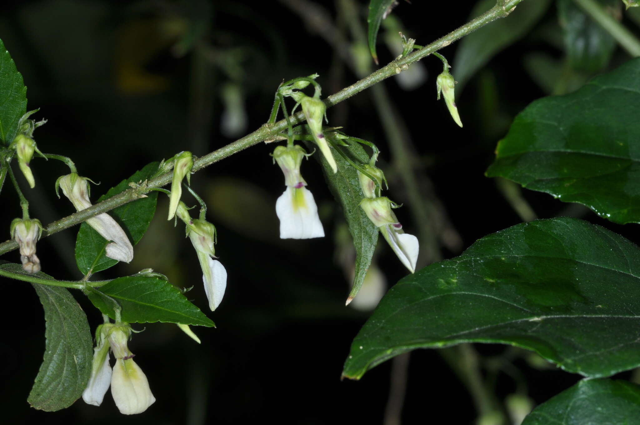 Pombalia bigibbosa (A. St.-Hil.) Paula-Souza resmi