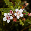 Слика од Androcalva pulchella (Turcz.) C. F. Wilkins & Whitlock