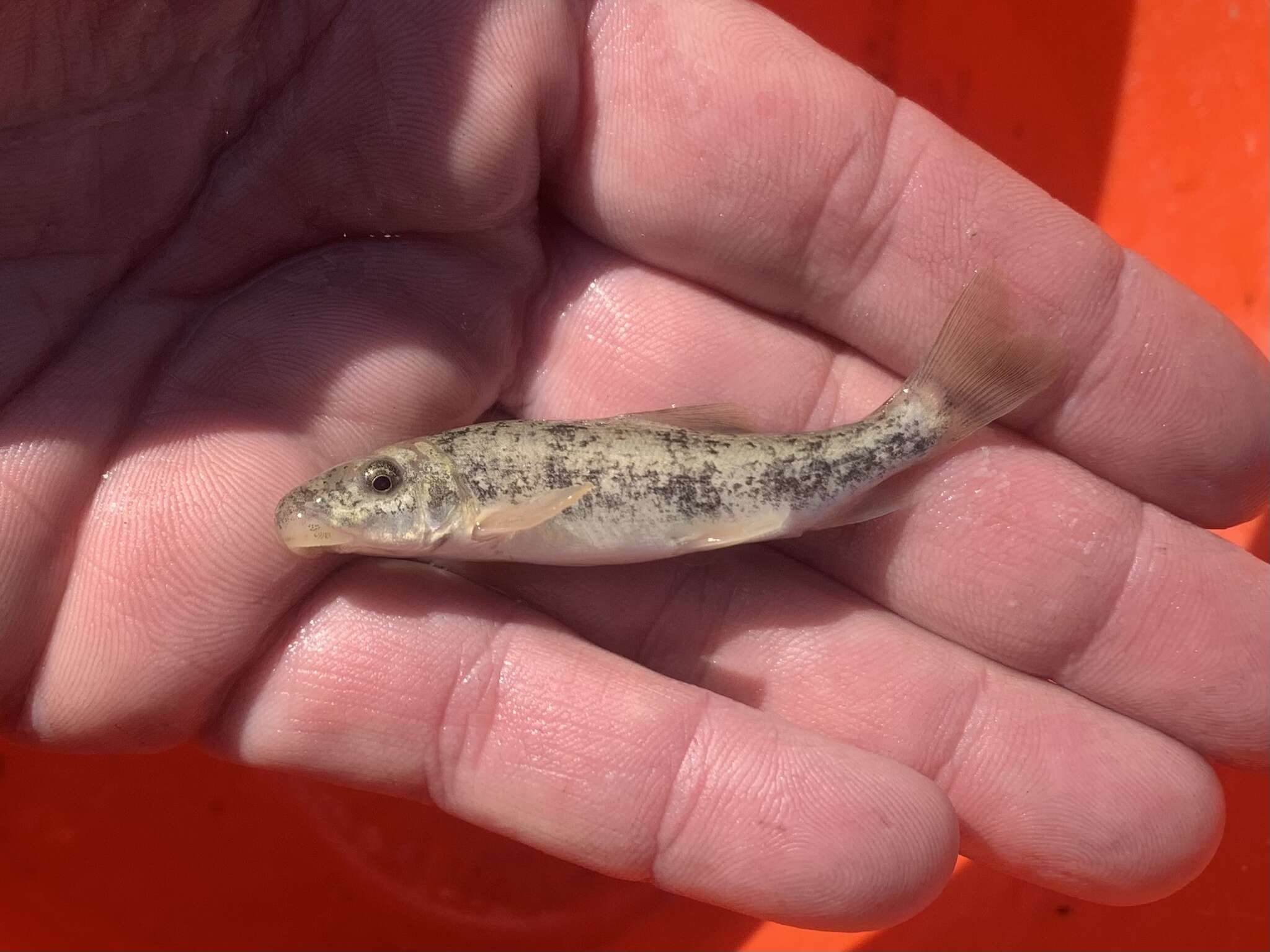 Catostomus santaanae (Snyder 1908) resmi