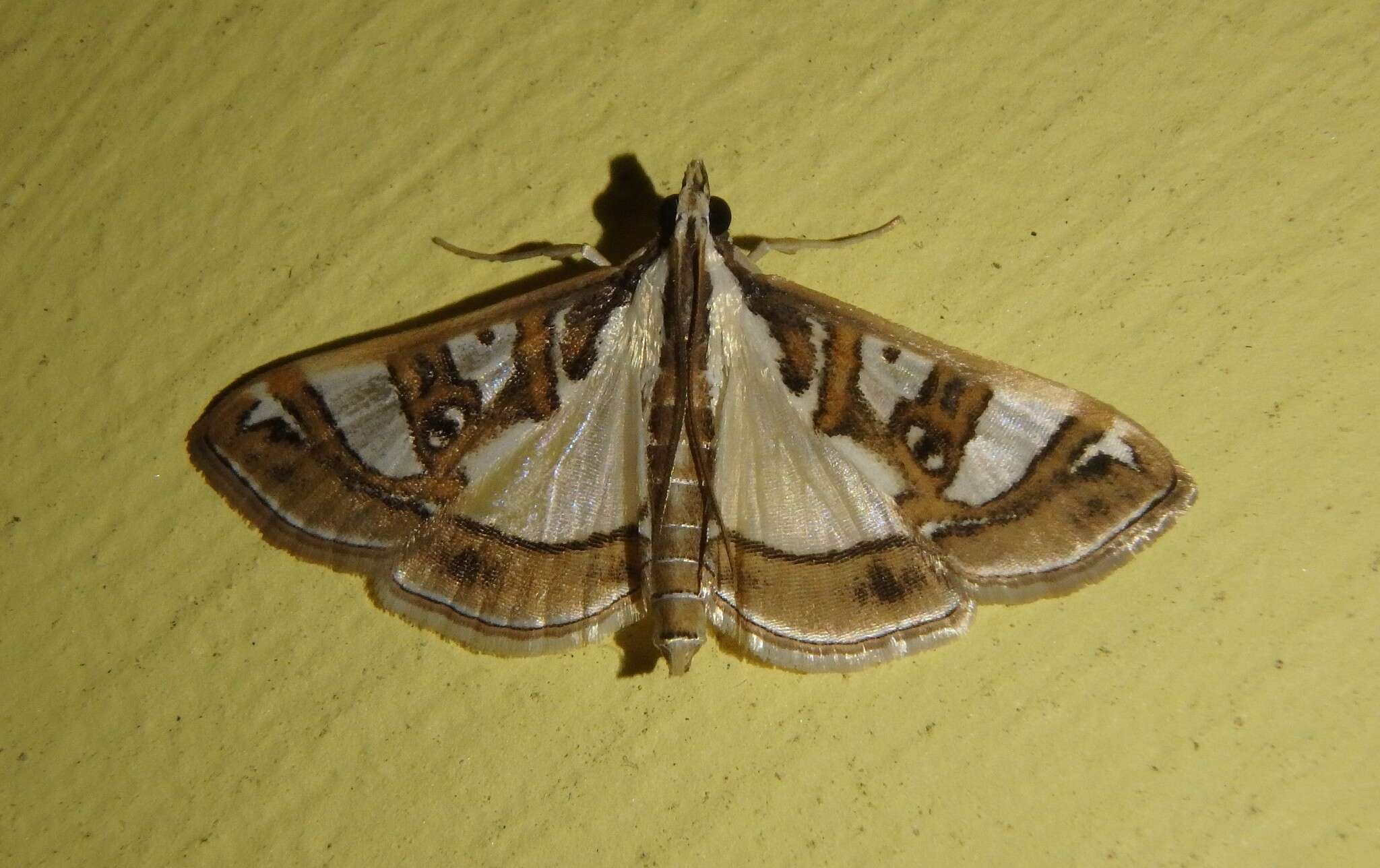 Image of Moth