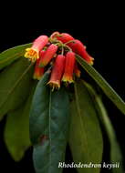 Imagem de Rhododendron keysii Nutt.