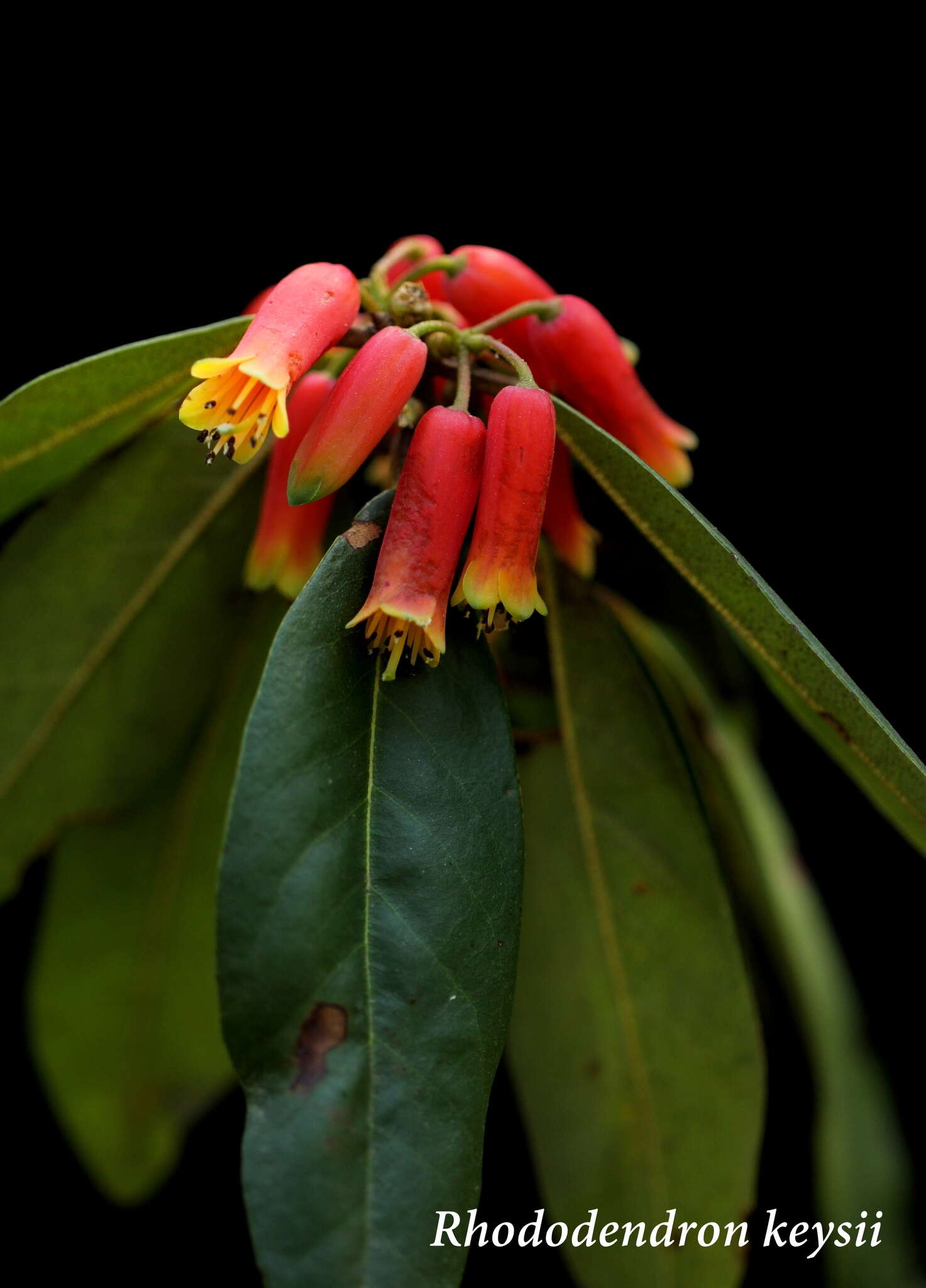 Image de Rhododendron keysii Nutt.