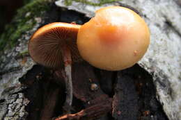 Image of Galerina marginata (Batsch) Kühner 1935