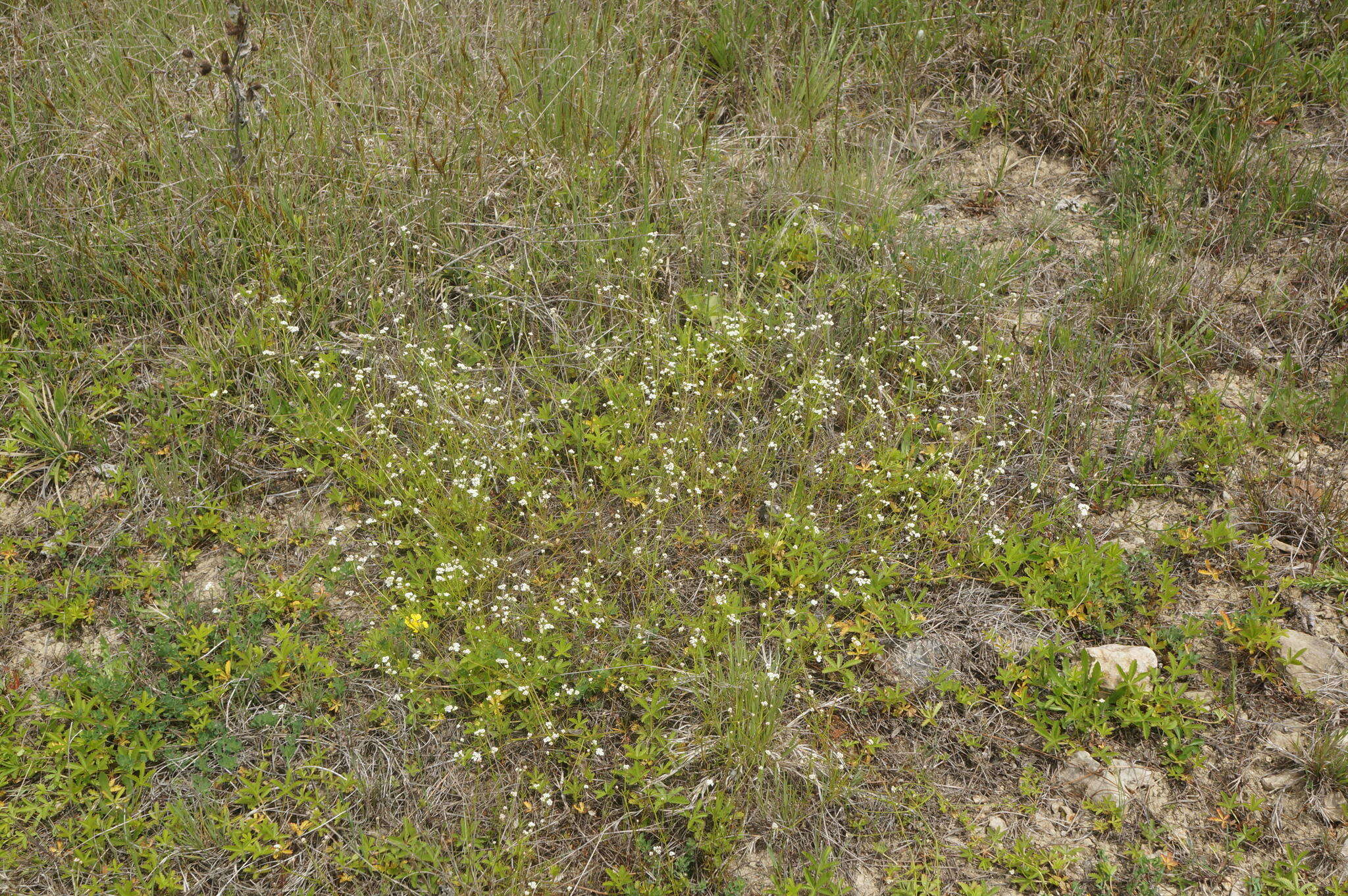 Plancia ëd Galium elongatum C. Presl