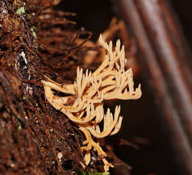 Слика од Phaeoclavulina flaccida (Fr.) Giachini 2011