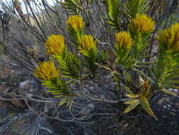 Image of Pteronia fasciculata L. fil.