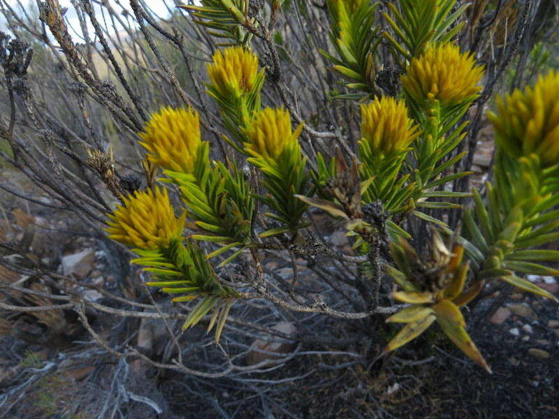 Image of Pteronia fasciculata L. fil.