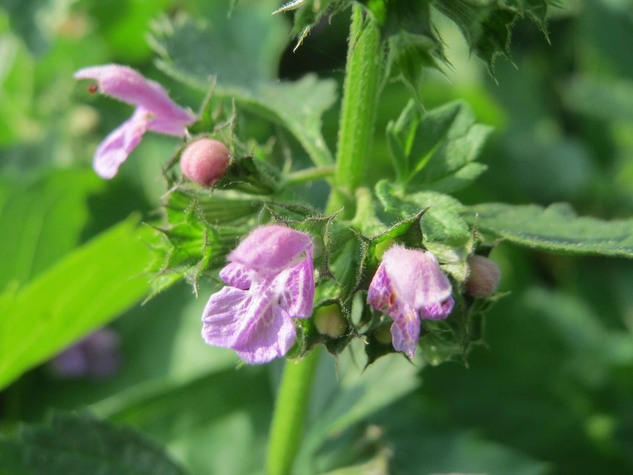 Image of black horehound