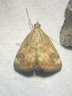 Image of Pyrausta homonymalis Munroe 1976
