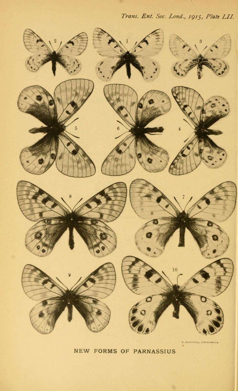 Image of Parnassius acco Gray (1853)