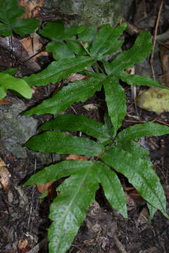 Image of Broad Halberd Fern