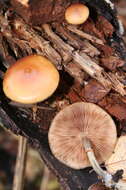 Image of Galerina marginata (Batsch) Kühner 1935